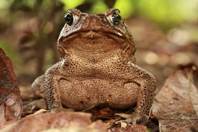 Rhinella marina - Sapo de la caña / Cane toad
