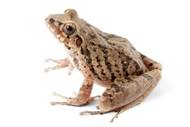 AmphibiaWeb - Pristimantis lymani